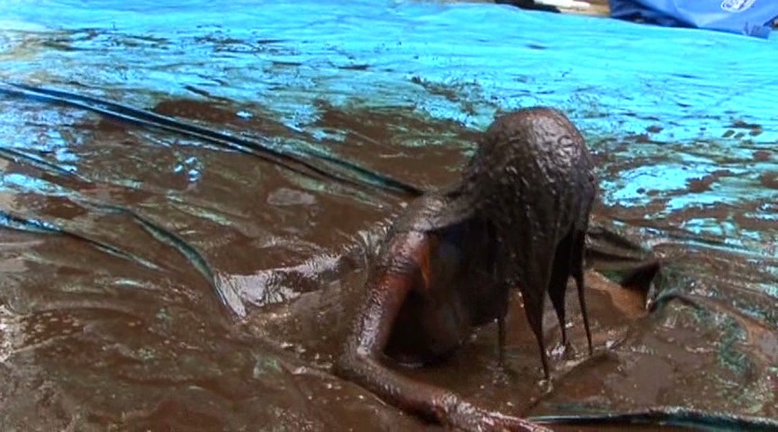 牛糞プールに制服姿で浸る屈辱的な女性。A woman in a school uniform soaking in a pool of cow manure.