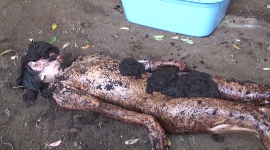 泥ではない本物の糞尿だと悟り、強烈な腐臭に屈辱と絶望で目が泳ぐ標本の表情。 - Specimen's micro-expression with wandering eyes in humiliation and despair upon realizing it's real excrement.